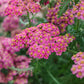 Cerise Queen Yarrow Seeds | Vibrant Pink Flowers | Drought Tolerant | Attracts Pollinators | Perennial | 85 Days