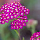 Cerise Queen Yarrow Seeds | Vibrant Pink Flowers | Drought Tolerant | Attracts Pollinators | Perennial | 85 Days