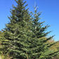 Grow Your Own CHRISTMAS TREE COLLECTION - 4 Gift Packets of Tree Seeds - Fraser Fir, Balsam Fir, Douglas Fir, & Blue Spruce + Free Gift Bag