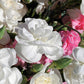 100 RAINBOW CARNATION Mix Mixed Colors Dianthus Caryophyllus Flower Seeds