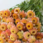 Zinderella Peach Zinnia Seeds - 100+ Double Bloom Seeds - USA Grown -  - Cut Flower Garden - Butterfly Magnet - Heat Tolerant