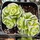 Crassula Dorothy