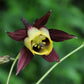 Oriental Columbine Seeds, Aquilegia oxysepala, 24-36 Inches Tall, Plum & Yellow Blooms, Attracts Pollinators, USDA Zones 3-9, Non-GMO