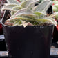 Kitten Ears Cyanotis Somaliensis