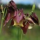 Oriental Columbine Seeds, Aquilegia oxysepala, 24-36 Inches Tall, Plum & Yellow Blooms, Attracts Pollinators, USDA Zones 3-9, Non-GMO