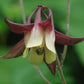 Oriental Columbine Seeds, Aquilegia oxysepala, 24-36 Inches Tall, Plum & Yellow Blooms, Attracts Pollinators, USDA Zones 3-9, Non-GMO