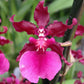 Oncidium Sharry Baby 'Red Fantasy' Orchid. Known for its amazing red chocolate fragrant blooms (sold with no blooms)