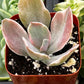 Echeveria Decora