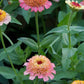 Zinderella Peach Zinnia Seeds - 100+ Double Bloom Seeds - USA Grown -  - Cut Flower Garden - Butterfly Magnet - Heat Tolerant