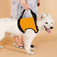 Old Disabled Golden Retriever Dog Pet Auxiliary Strap