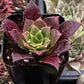 Sempervivum Devon Jewel
