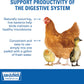 Sav-A-Chick 18PK Bundle Electrolyte Vitamin & Probiotic Poultry Health Packets