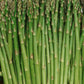 Asparagus Mary Washington 1 Gram Seeds - Heirloom Non-GMO Variety for Perennial Vegetable Gardening - Tender & Delicious Stalks