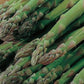Asparagus Mary Washington 1 Gram Seeds - Heirloom Non-GMO Variety for Perennial Vegetable Gardening - Tender & Delicious Stalks