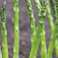 Asparagus Mary Washington 1 Gram Seeds - Heirloom Non-GMO Variety for Perennial Vegetable Gardening - Tender & Delicious Stalks