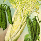 1000 GOLDEN Self-BLANCHING CELERY aka Burpee's or Dwarf Golden Apium Graveolens Dulce Vegetable Seeds