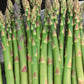 Asparagus Mary Washington 1 Gram Seeds - Heirloom Non-GMO Variety for Perennial Vegetable Gardening - Tender & Delicious Stalks