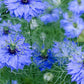 Black Cumin Seeds, Nigella sativa, Heirloom, Culinary Herb, 8-12 Inches Tall, USDA Zones 3-9, Non-GMO
