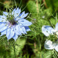 Black Cumin Seeds, Nigella sativa, Heirloom, Culinary Herb, 8-12 Inches Tall, USDA Zones 3-9, Non-GMO
