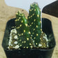 #14C Consolea rubescens 2"