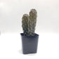 #14C Consolea rubescens 2"