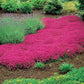 15000+ Vibrant Red Creeping Thyme Seeds - Hardy Drought-Tolerant Ground Cover (Thymus Serpyllum) - Heirloom & Open-Pollinated