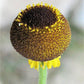 50 ROSILLA Helenium Puberulum Autumn Lollipop Sneezeweed Dogtooth Daisy Helen's Flower Yellow & Red Herb Seeds