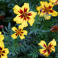Dainty Marietta Dwarf Marigold Seeds, Tagetes patula, 10 Inches Tall, Yellow & Red Blooms, Pest Repellent, USDA Zones 1-10, Non-GMO