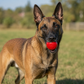 Pack de 2 juguetes para perros Glitter Ball | Pelota de búsqueda flotante de goma suave con dispensador de premios | Fabricado en EE. UU.