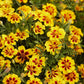 Dainty Marietta Dwarf Marigold Seeds, Tagetes patula, 10 Inches Tall, Yellow & Red Blooms, Pest Repellent, USDA Zones 1-10, Non-GMO