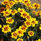Dainty Marietta Dwarf Marigold Seeds, Tagetes patula, 10 Inches Tall, Yellow & Red Blooms, Pest Repellent, USDA Zones 1-10, Non-GMO