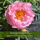 Double-petal SUNFLOWER Colorful Grow Up Easily Indoor And Outdoor Potted Seeds