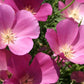 Purple Gleam California Poppy Seeds, Eschscholzia californica, Pink & Lavender Blooms, Drought Tolerant, USDA Zones 3-10, Non-GMO