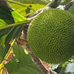 20 Breadfruit Seeds (Artocarpus camansi) - Kluwih Tropical Fruit Seeds for Planting - Grow Nutritious, Exotic Trees for Garden & Orchard