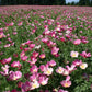 Purple Gleam California Poppy Seeds, Eschscholzia californica, Pink & Lavender Blooms, Drought Tolerant, USDA Zones 3-10, Non-GMO