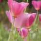Purple Gleam California Poppy Seeds, Eschscholzia californica, Pink & Lavender Blooms, Drought Tolerant, USDA Zones 3-10, Non-GMO