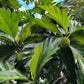 20 Breadfruit Seeds (Artocarpus camansi) - Kluwih Tropical Fruit Seeds for Planting - Grow Nutritious, Exotic Trees for Garden & Orchard