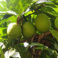20 Breadfruit Seeds (Artocarpus camansi) - Kluwih Tropical Fruit Seeds for Planting - Grow Nutritious, Exotic Trees for Garden & Orchard
