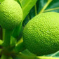 20 Breadfruit Seeds (Artocarpus camansi) - Kluwih Tropical Fruit Seeds for Planting - Grow Nutritious, Exotic Trees for Garden & Orchard