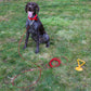 Boss Pet Tie-Out Cable for Large Dogs Up to 60lb 30ft Twin Swivel w/ Spring
