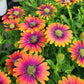 Purple & Yellow Cape Daisy Seeds - 200+ Osteospermum Seeds - USA Grown -  - Bicolor Blooms - Drought Tolerant - Butterfly Garden