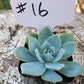 #16 Echeveria Light Green
