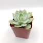 #16 Echeveria Light Green