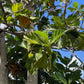 20 Breadfruit Seeds (Artocarpus camansi) - Kluwih Tropical Fruit Seeds for Planting - Grow Nutritious, Exotic Trees for Garden & Orchard