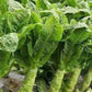 500mg Asparagus Lettuce Seeds - New Yu Mai Variety - Celtuce Heirloom Non-GMO for Crisp Stems & Leaves - Asian Greens for Garden Containers