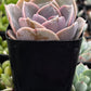 Echeveria 'Perle Von Nurnberg'