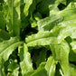 500mg Asparagus Lettuce Seeds - New Yu Mai Variety - Celtuce Heirloom Non-GMO for Crisp Stems & Leaves - Asian Greens for Garden Containers