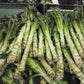 500mg Asparagus Lettuce Seeds - New Yu Mai Variety - Celtuce Heirloom Non-GMO for Crisp Stems & Leaves - Asian Greens for Garden Containers