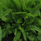 500mg Asparagus Lettuce Seeds - New Yu Mai Variety - Celtuce Heirloom Non-GMO for Crisp Stems & Leaves - Asian Greens for Garden Containers