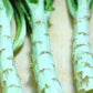 500mg Asparagus Lettuce Seeds - New Yu Mai Variety - Celtuce Heirloom Non-GMO for Crisp Stems & Leaves - Asian Greens for Garden Containers